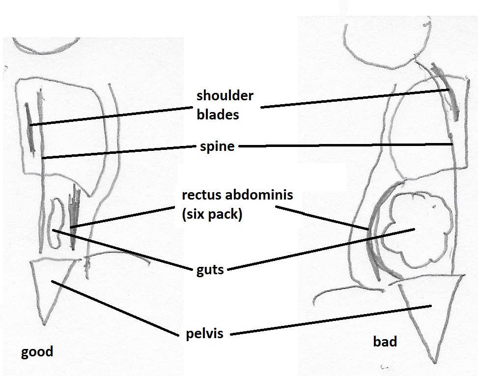 Side view of adbominal section - in good and bad posture. 